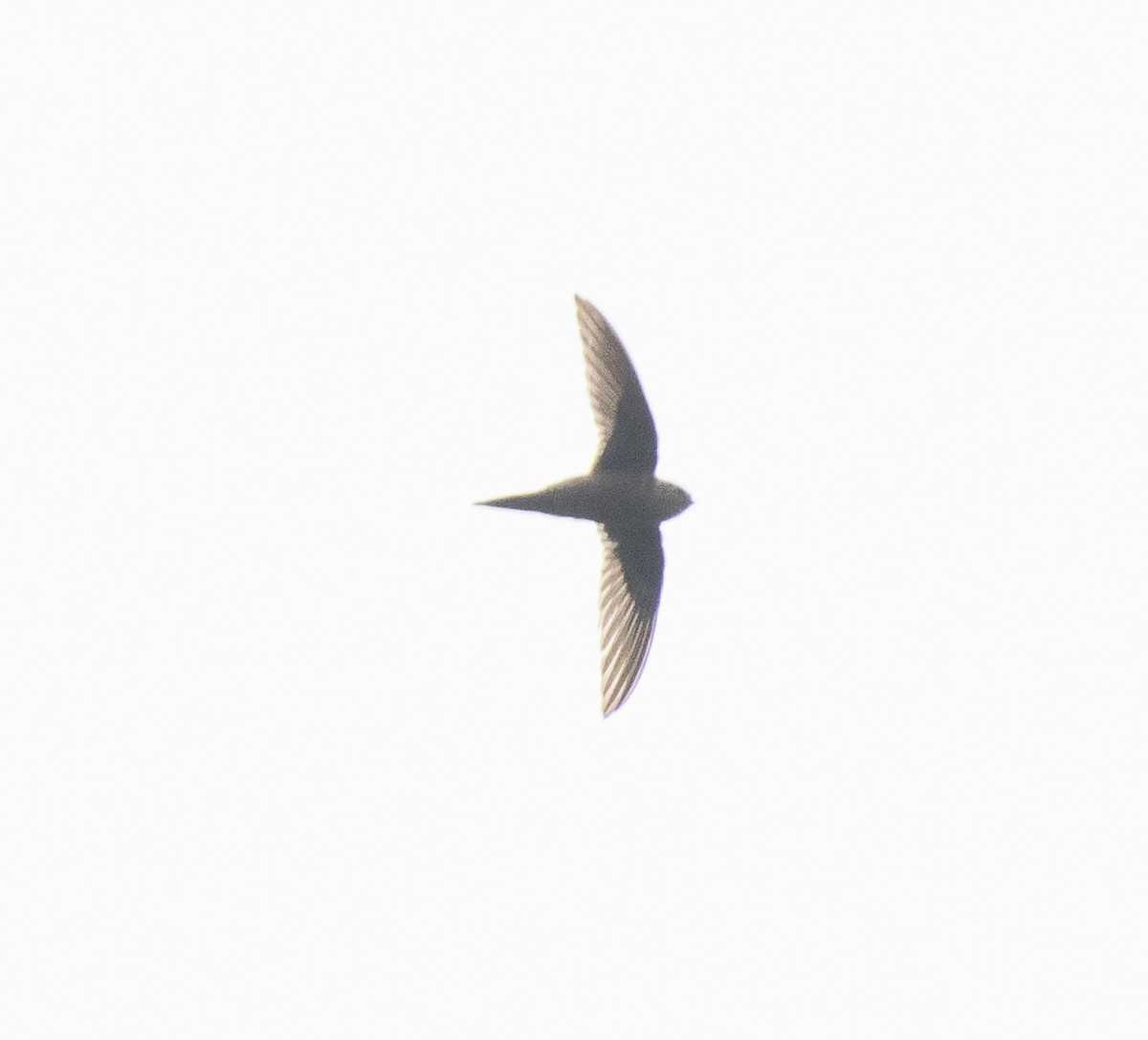 African Palm Swift - ML645377568
