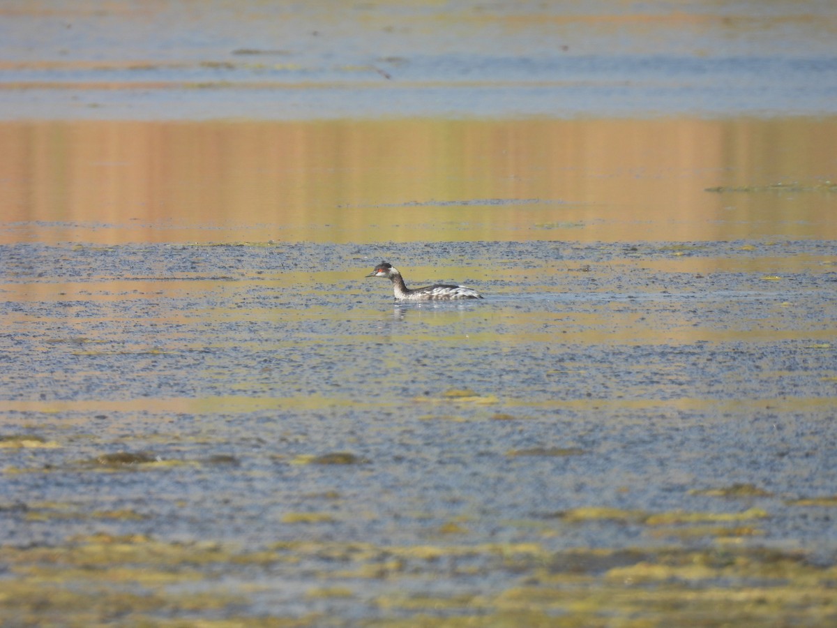 Eared Grebe - ML645377569