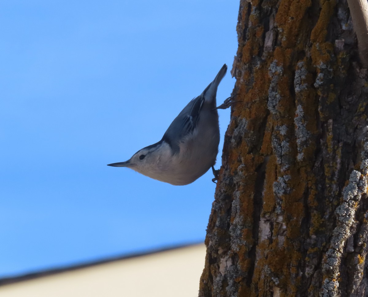 White-breasted Nuthatch - ML645377570