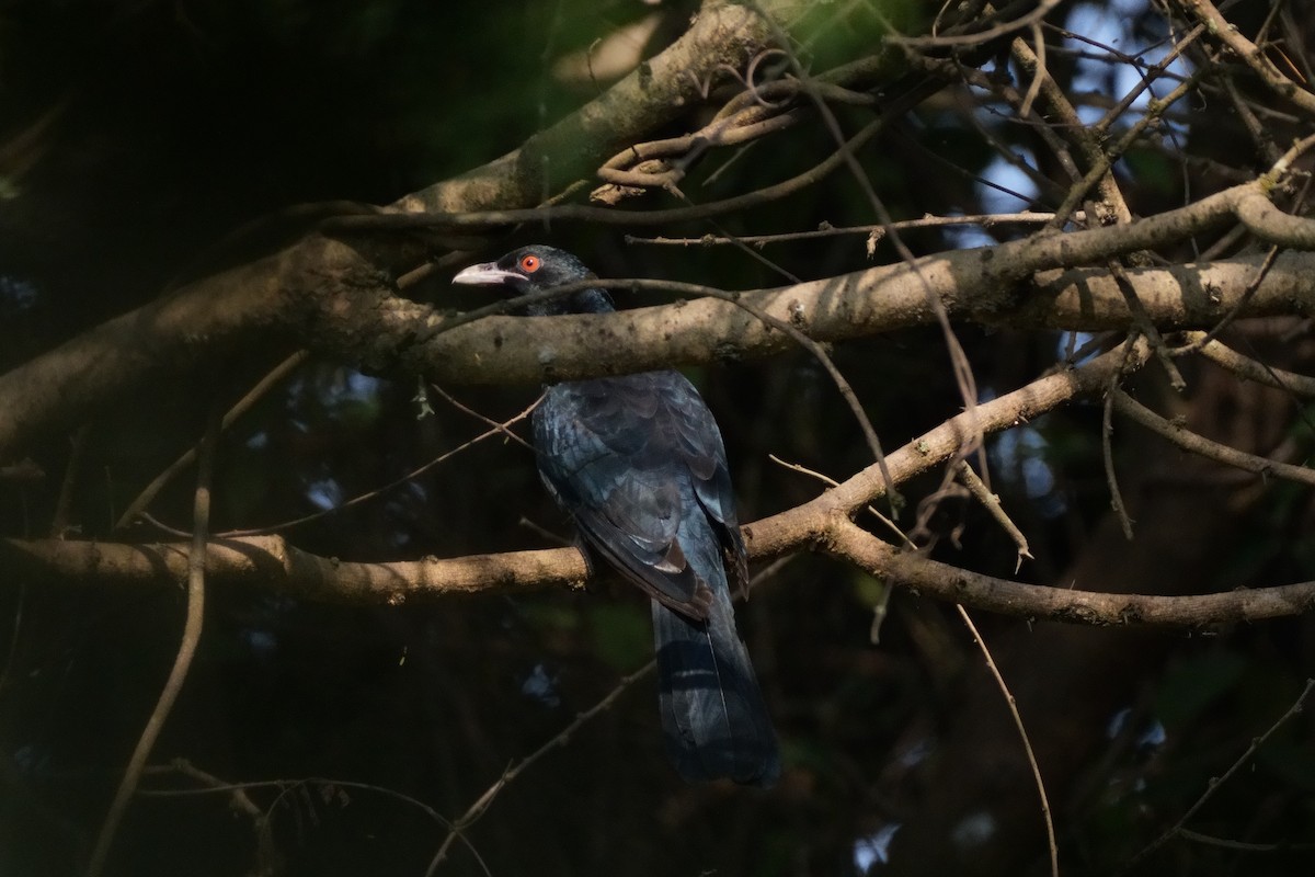 オニカッコウ - ML645377573