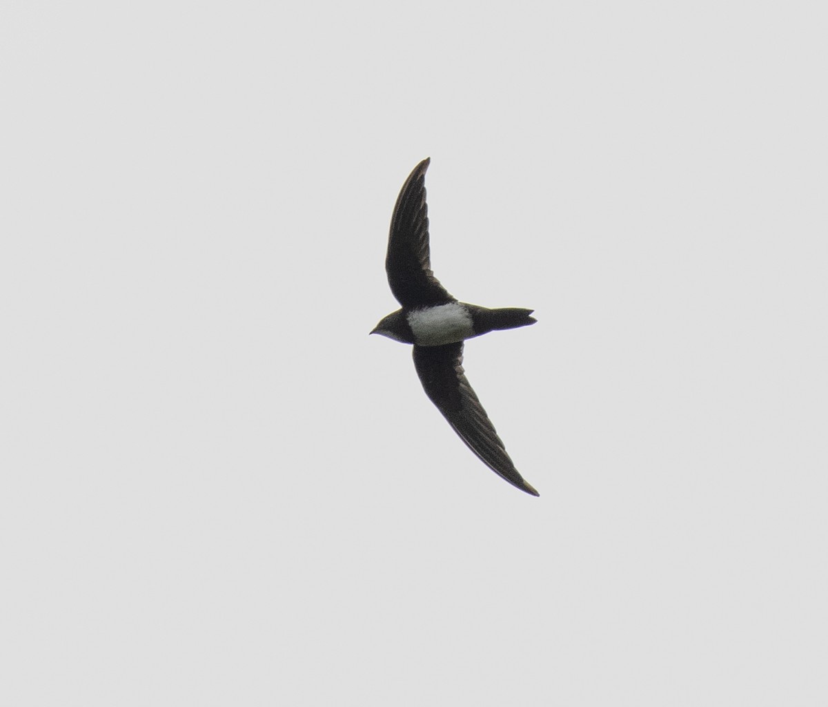 Alpine Swift - ML645377578