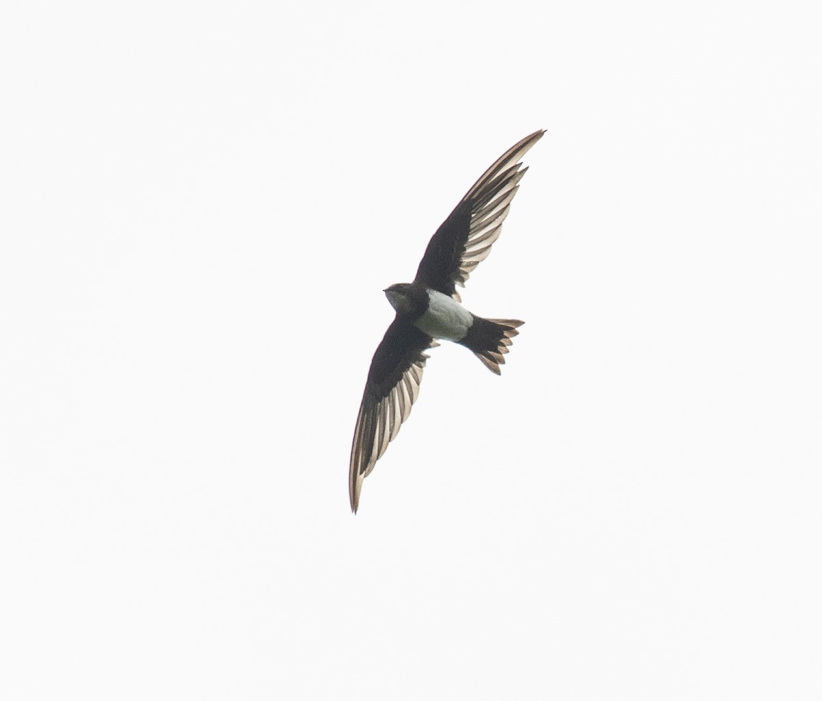 Alpine Swift - ML645377579