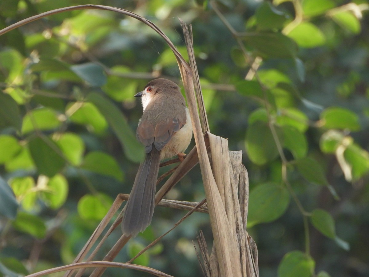 Yellow-eyed Babbler - ML645377580