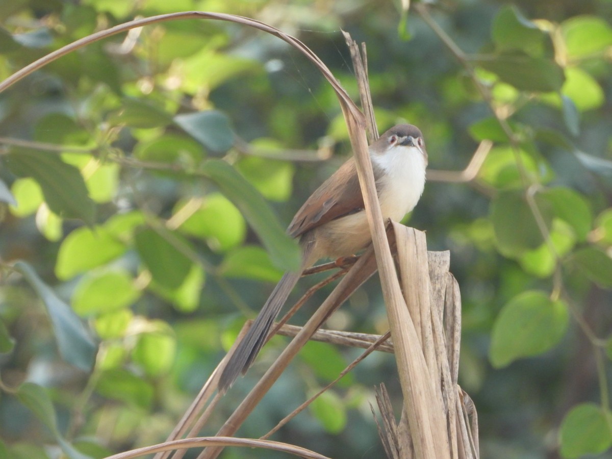 Yellow-eyed Babbler - ML645377581