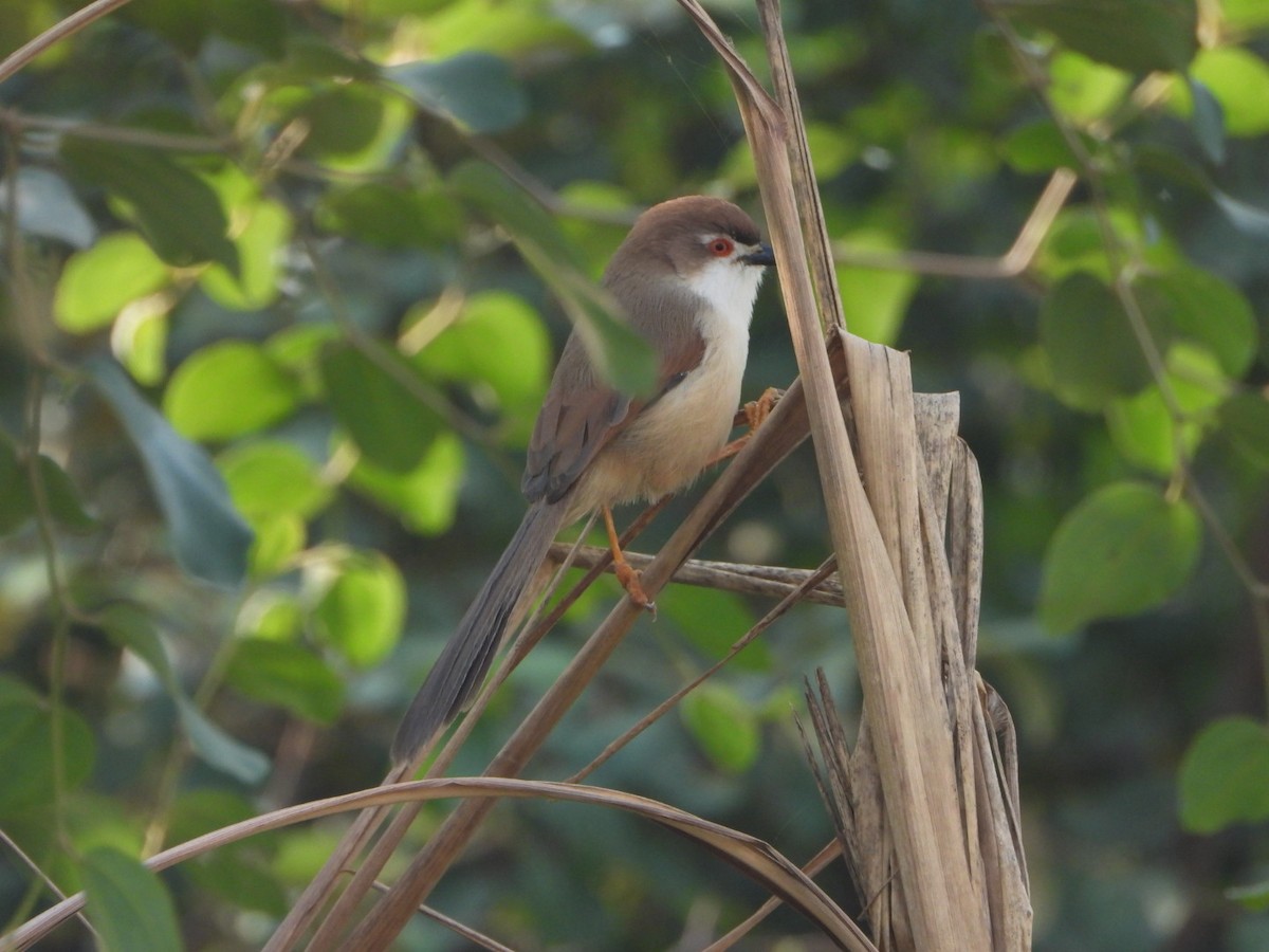 Yellow-eyed Babbler - ML645377582