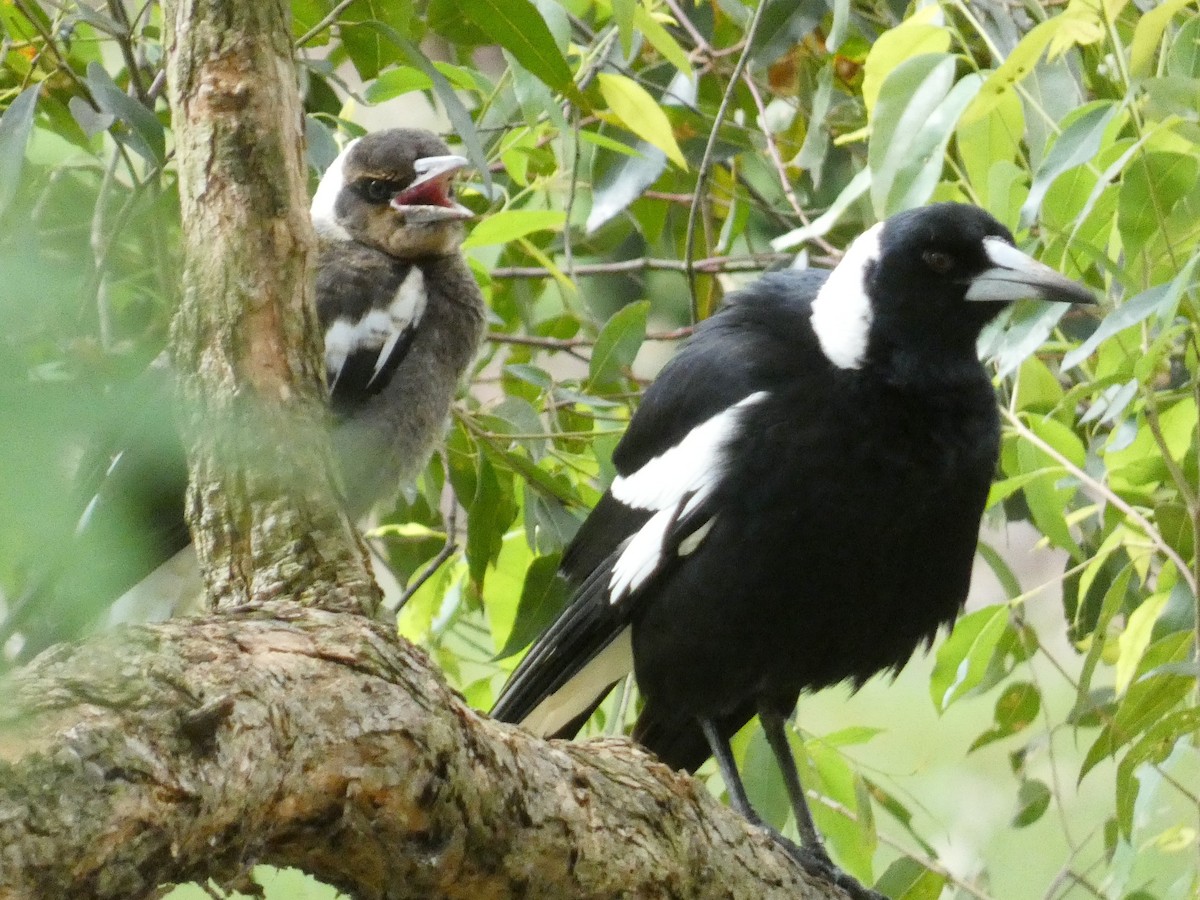 Australian Magpie - ML645377583