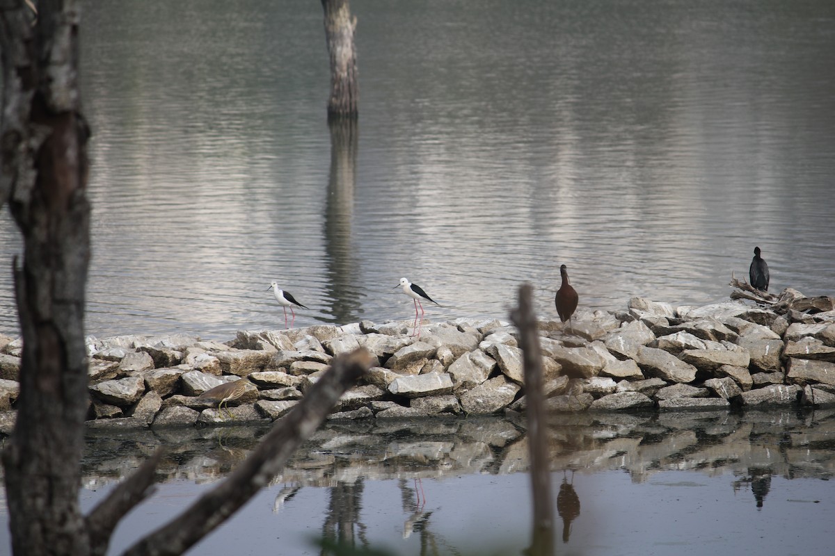 高蹺鴴 - ML645377590