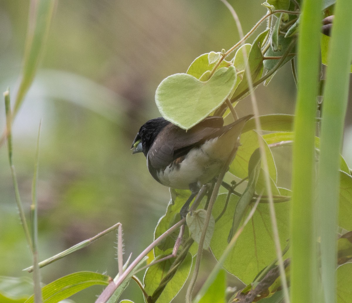 Magpie Mannikin - ML645377595
