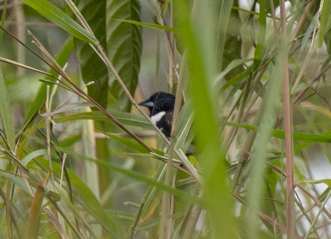 Magpie Mannikin - ML645377597