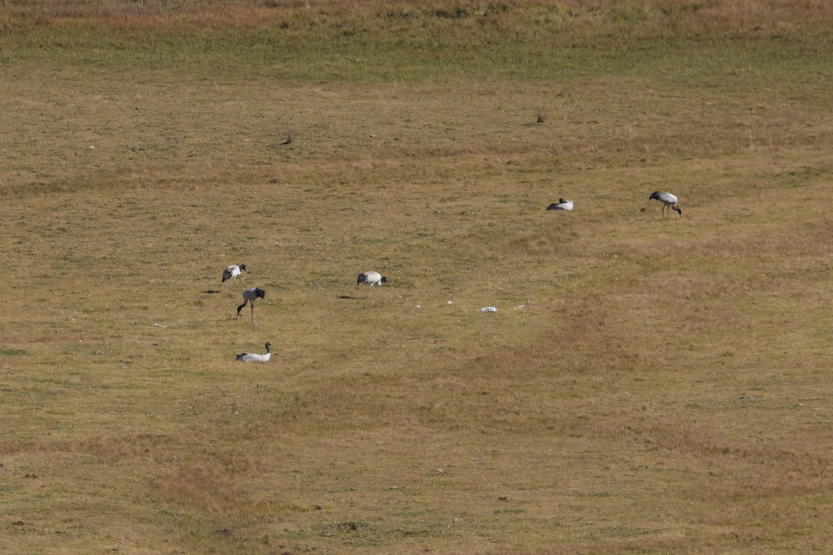 Black-necked Crane - ML645377598