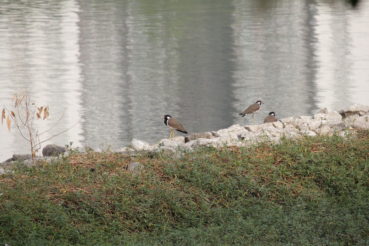 Чайка індійська - ML645377601