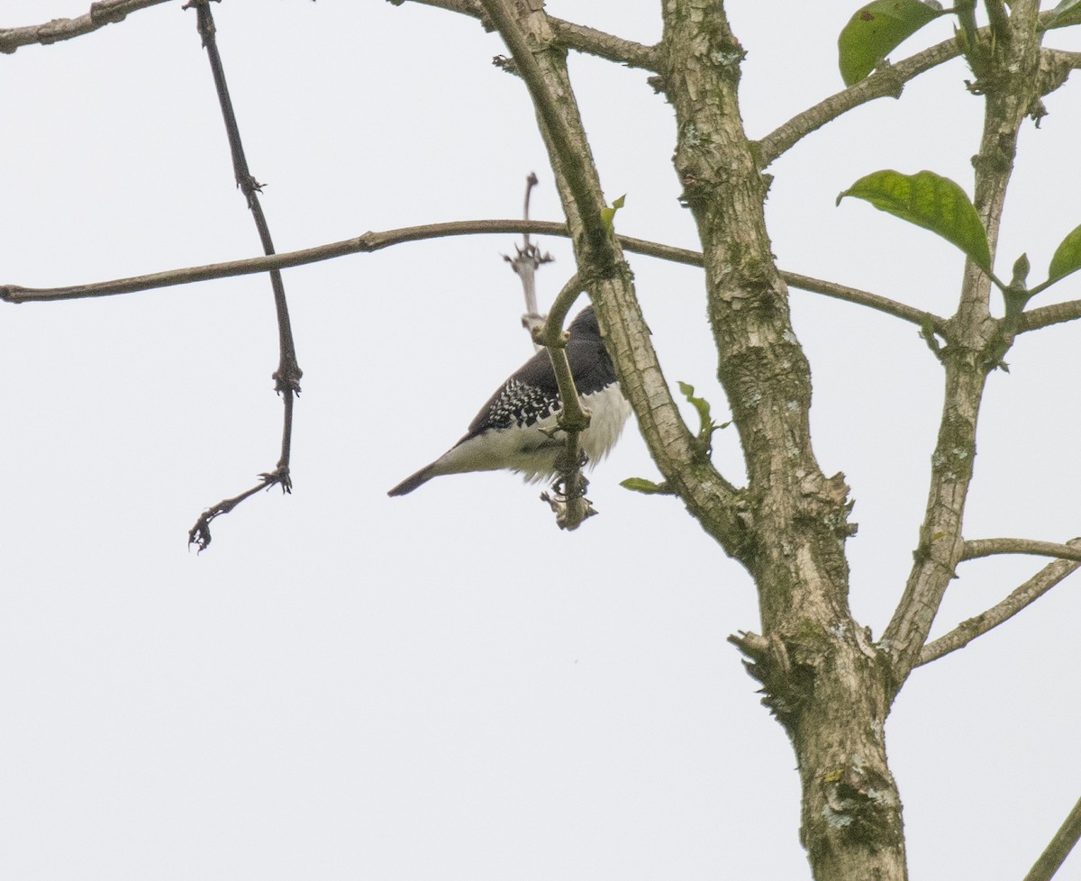クロシチホウ（bicolor／poensis） - ML645377602