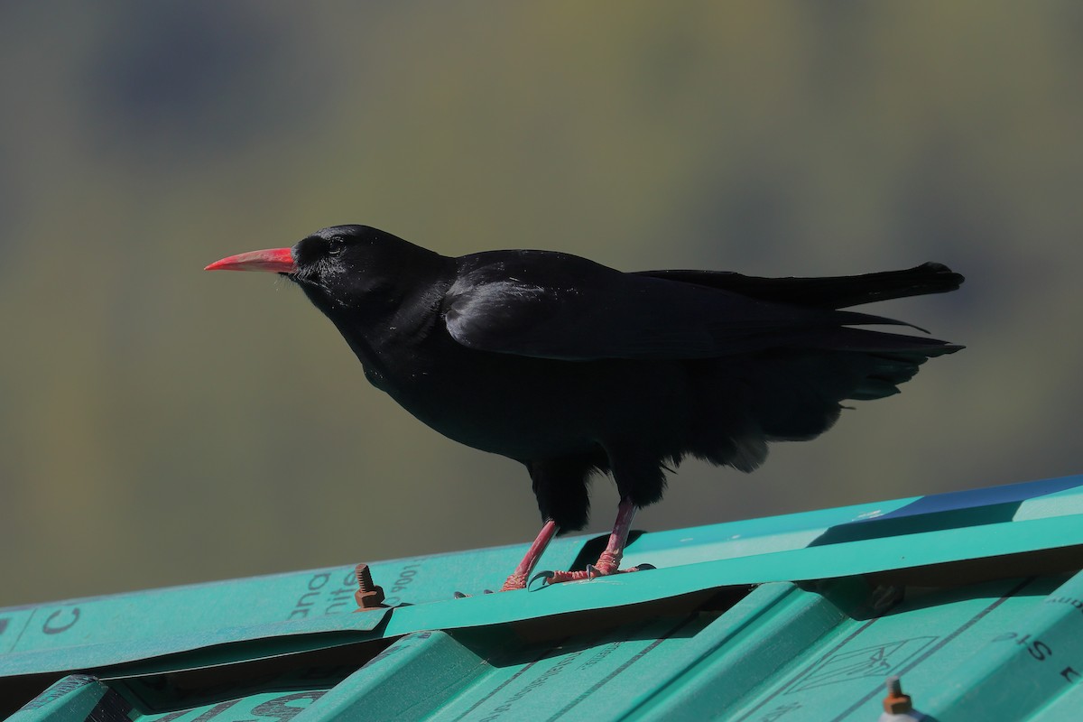 ベニハシガラス - ML645377603