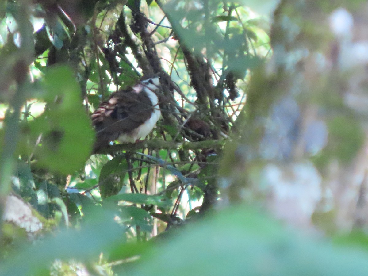 Горлиця білолоба - ML645377604