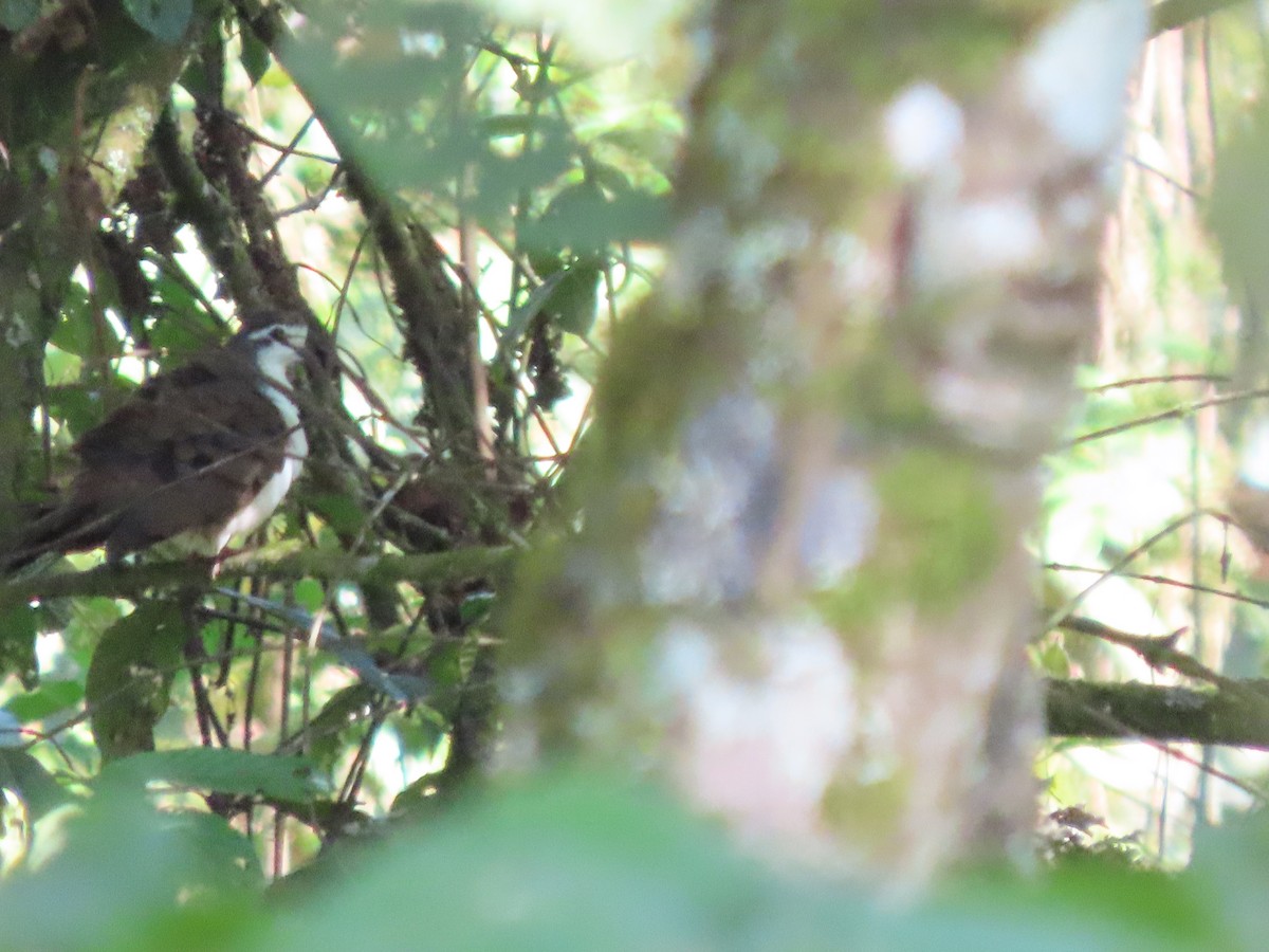 Горлиця білолоба - ML645377605