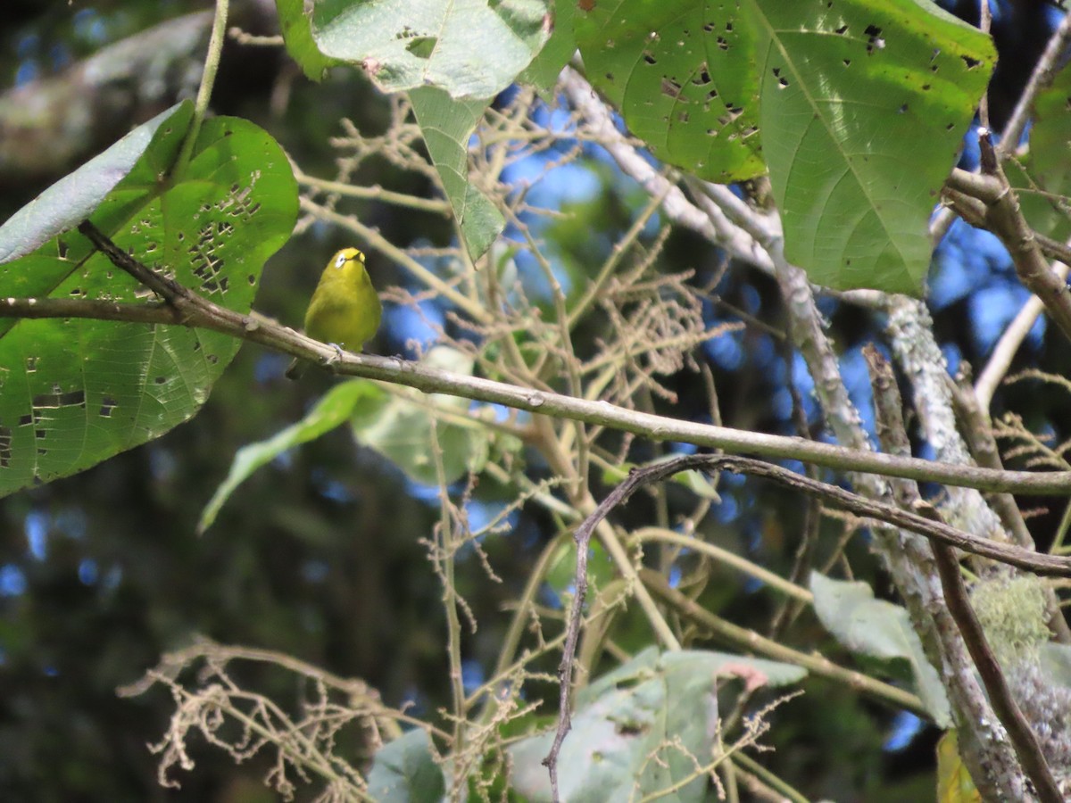 Горлиця білолоба - ML645377607