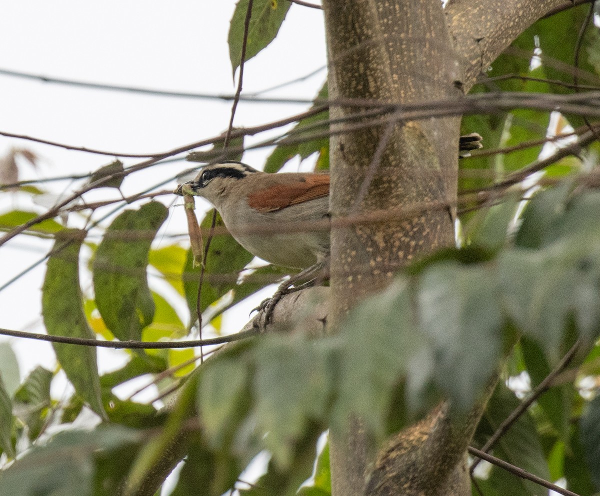 Чагра буроголова - ML645377608