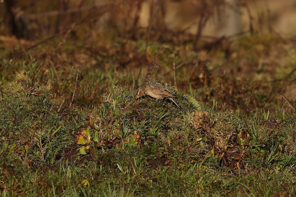 Жайворонок індійський - ML645377609