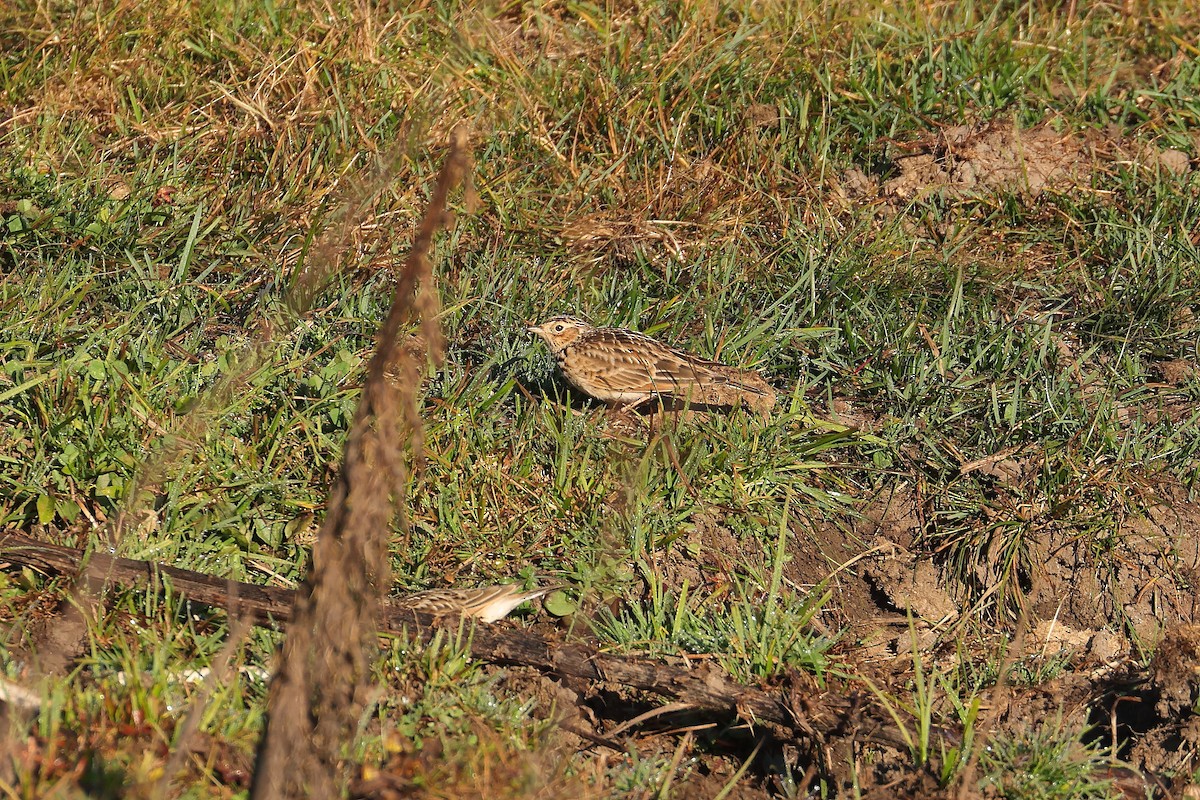 Жайворонок індійський - ML645377610