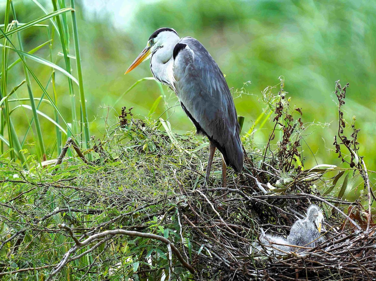 Чапля сіра - ML645377611