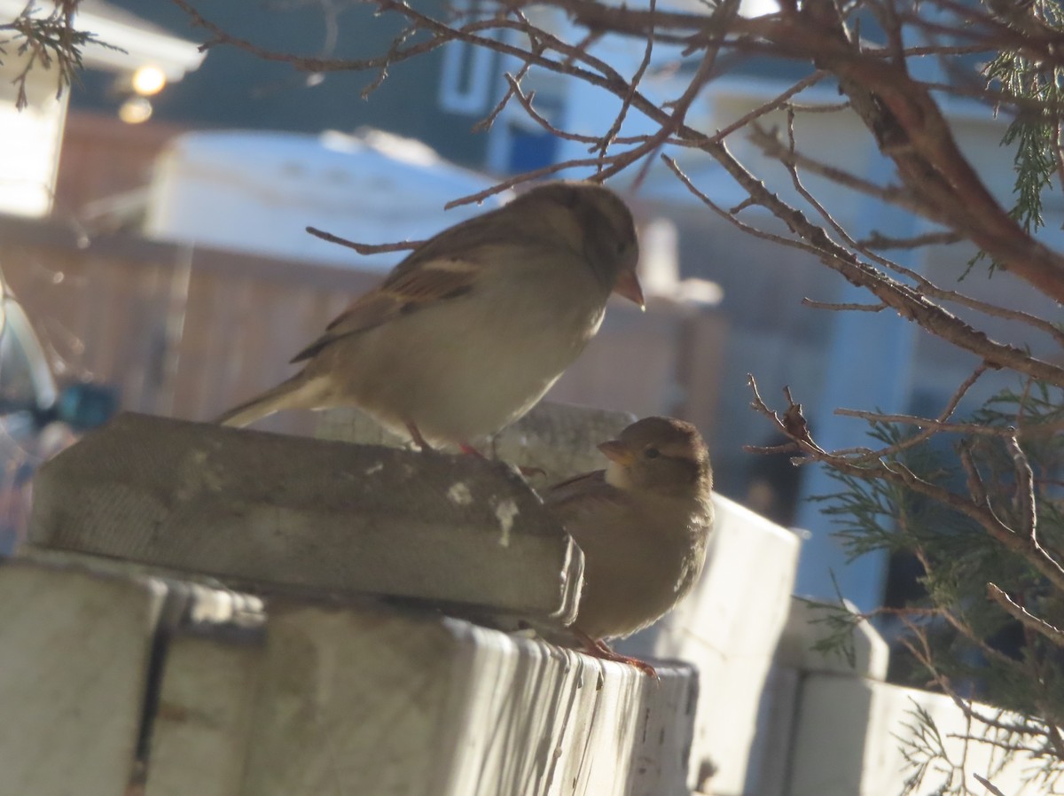 Горобець хатній - ML645377612