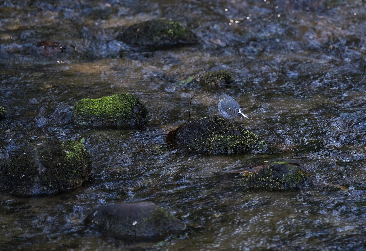 Горихвістка сиза - ML645377613