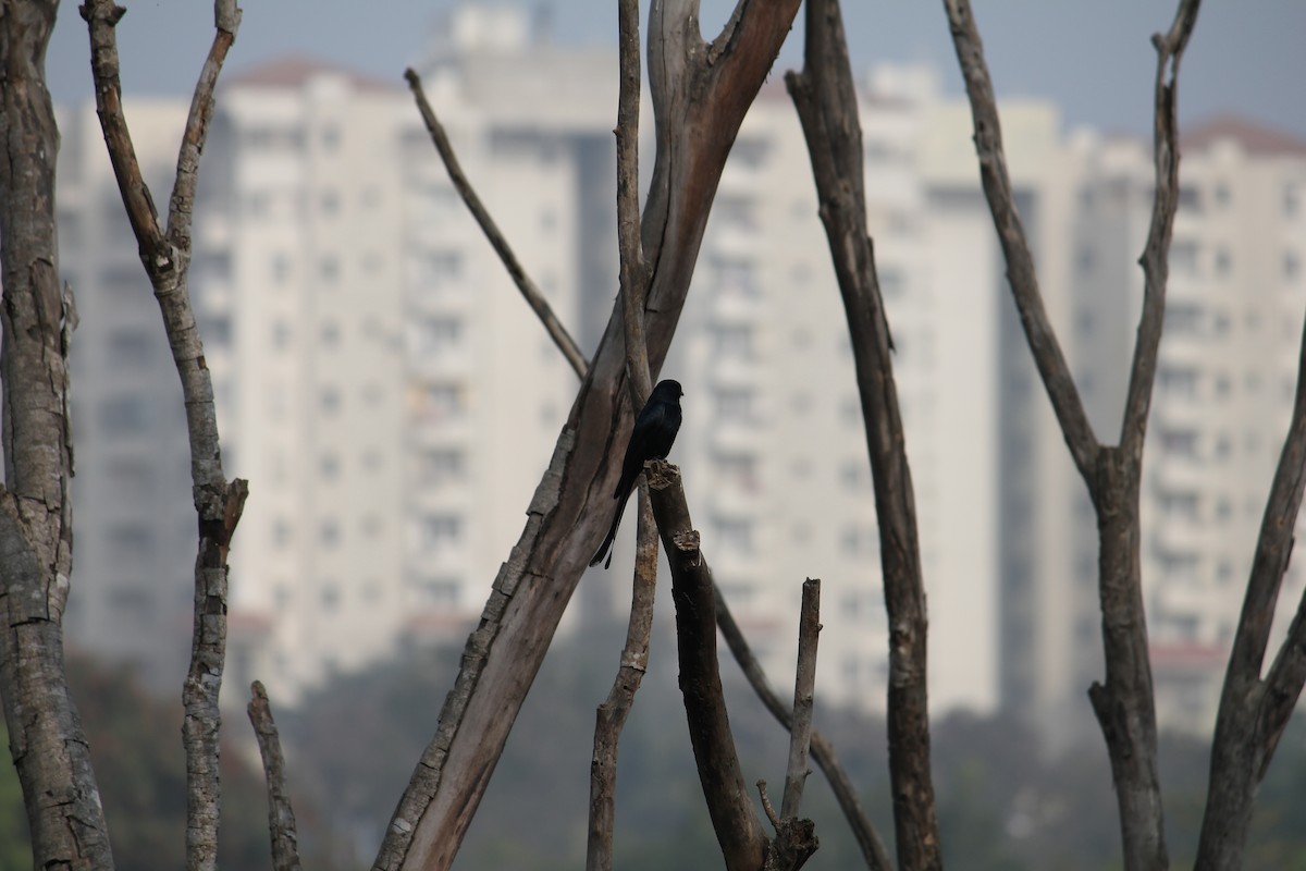 Дронго чорний - ML645377614