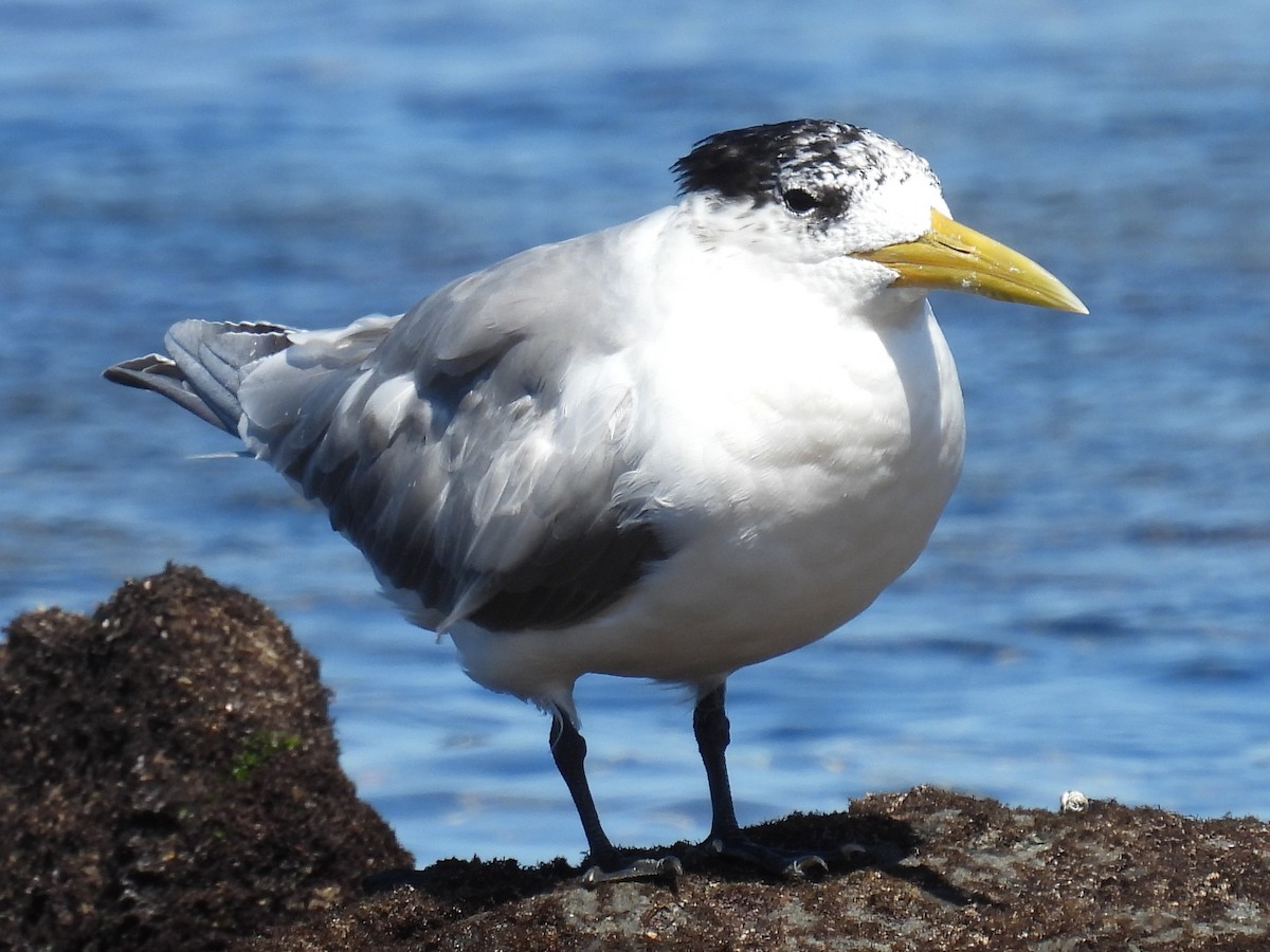 Крячок жовтодзьобий - ML645377615