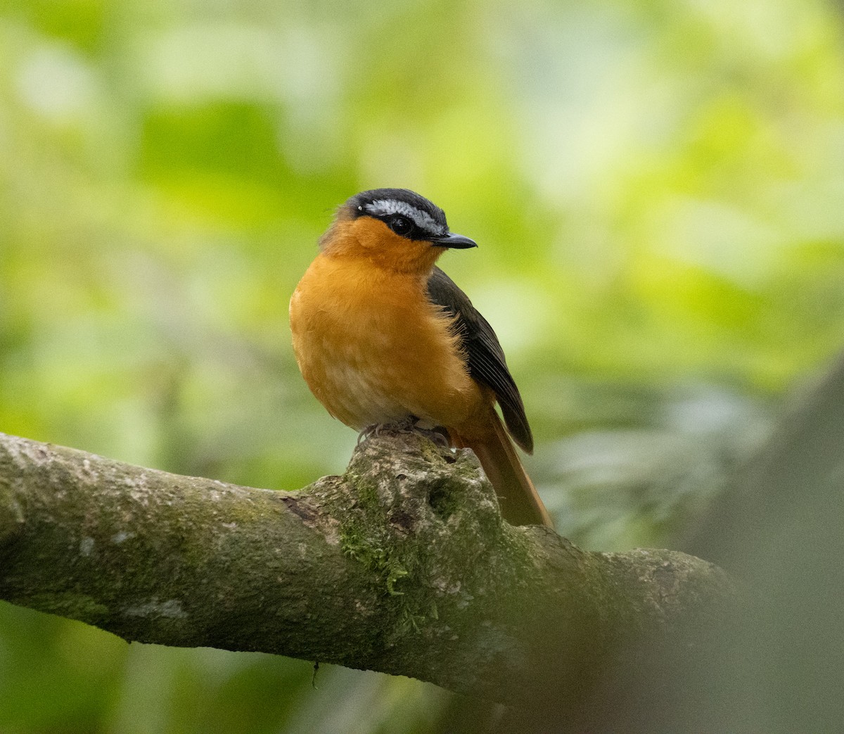 Акалат білобровий (підвид polioptera) - ML645377617