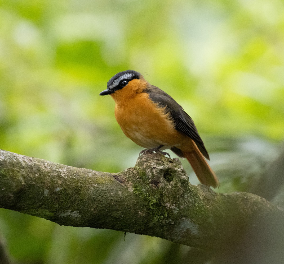 Акалат білобровий (підвид polioptera) - ML645377618