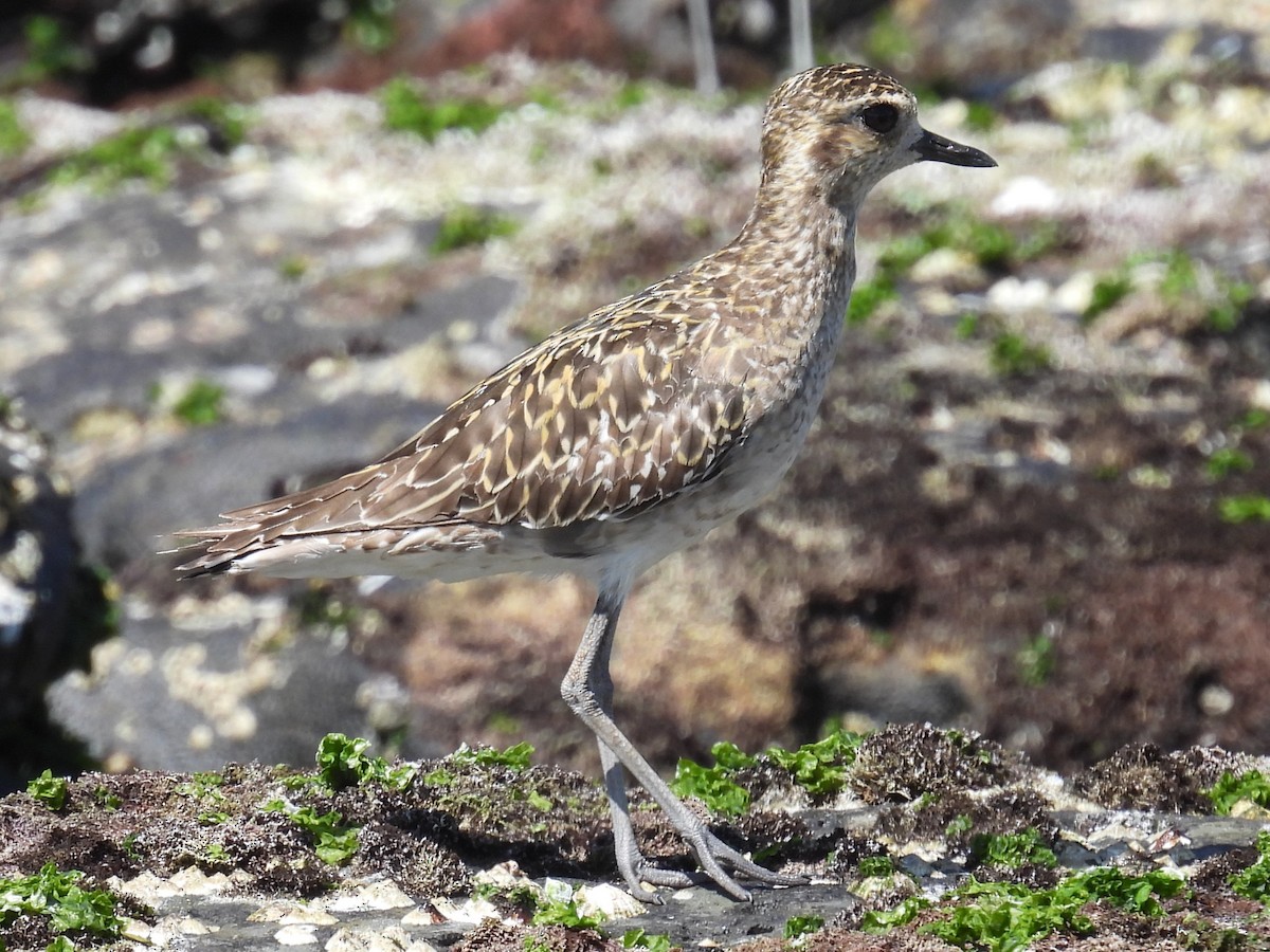 Сивка бурокрила - ML645377619