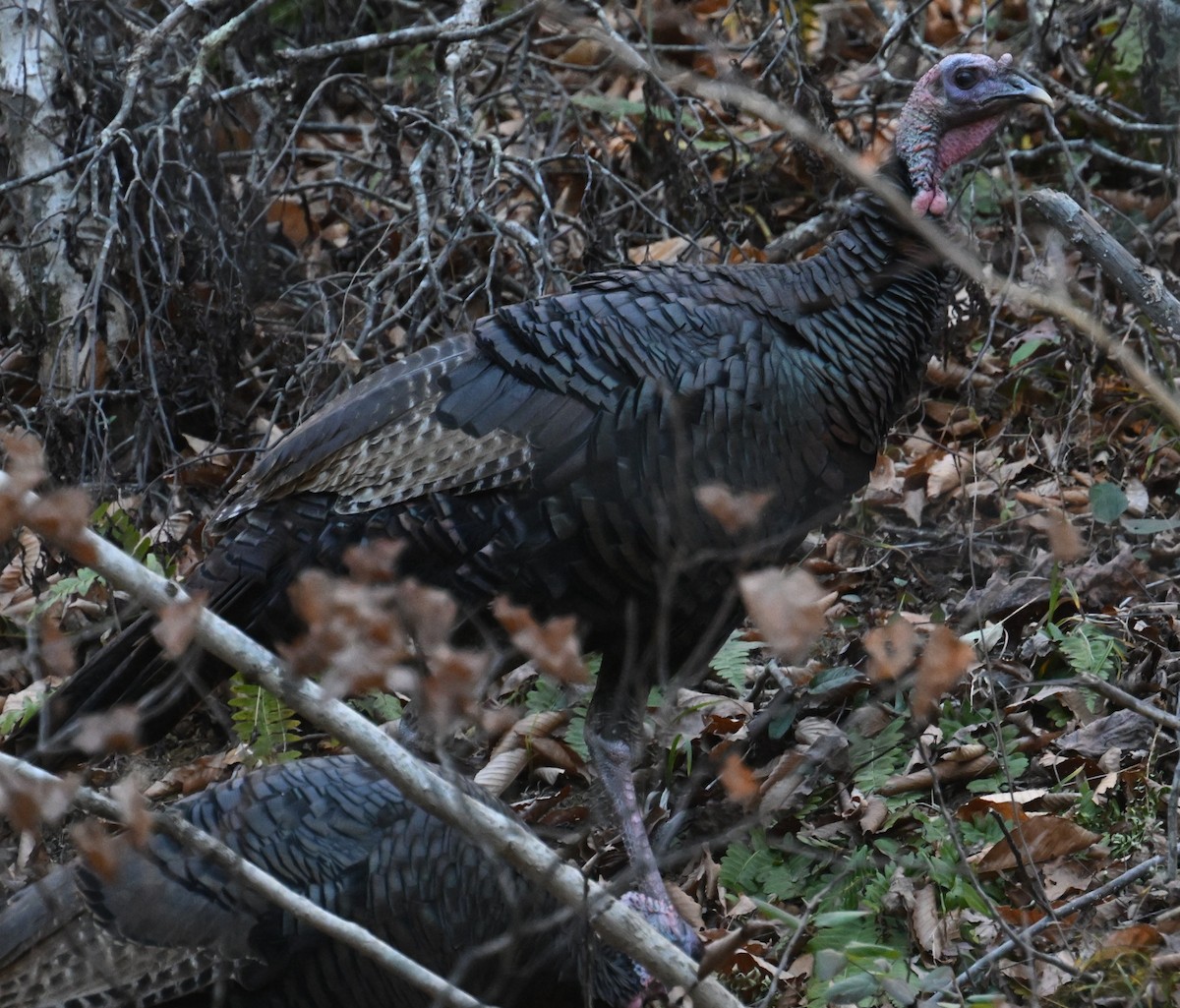 Індик великий - ML645377622