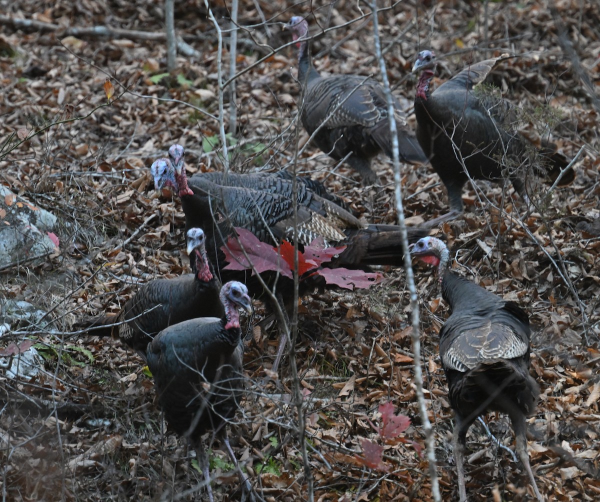 Індик великий - ML645377623