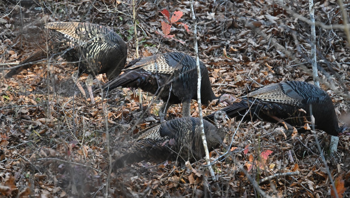 Індик великий - ML645377624