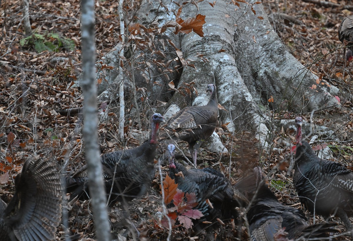 Індик великий - ML645377625