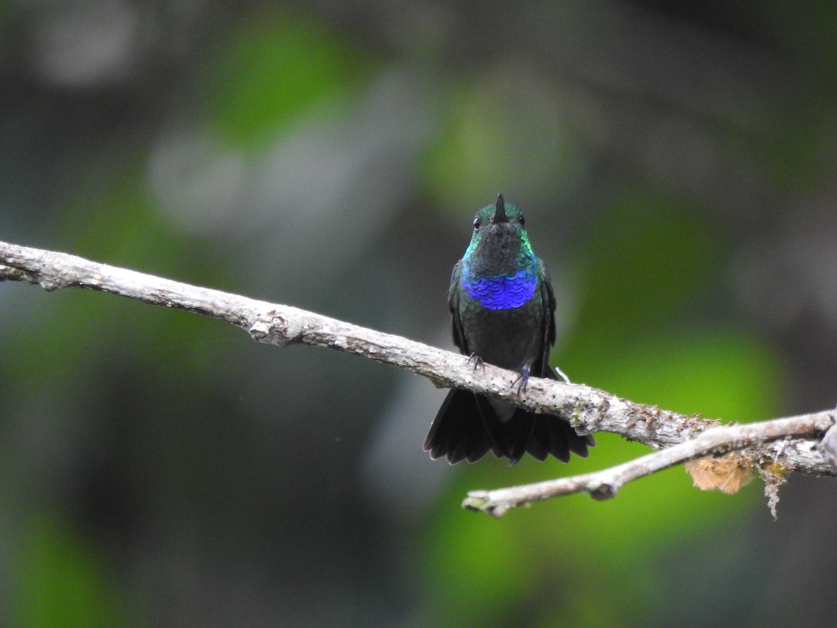 Колібрі-лісовичок синьочеревий - ML645377627