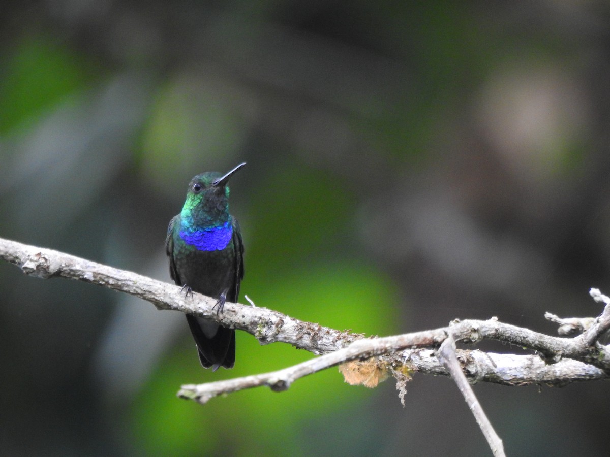 Колібрі-лісовичок синьочеревий - ML645377628