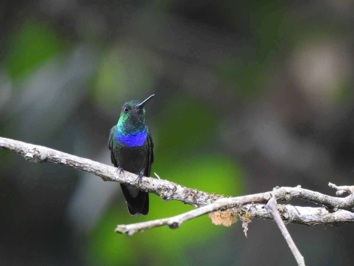 Колібрі-лісовичок синьочеревий - ML645377629