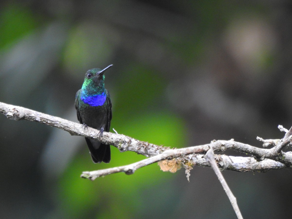 Колібрі-лісовичок синьочеревий - ML645377630