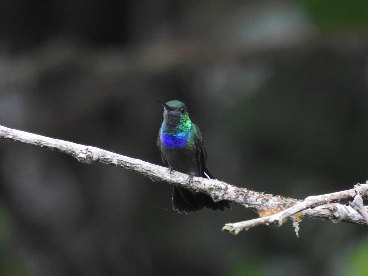 Колібрі-лісовичок синьочеревий - ML645377633