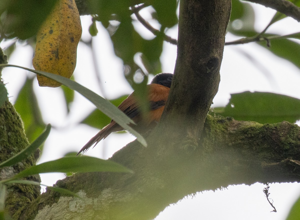 Монарх-довгохвіст іржастий [група rufiventer] - ML645377635