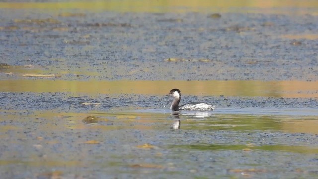 Txilinporta lepabeltza - ML645377636