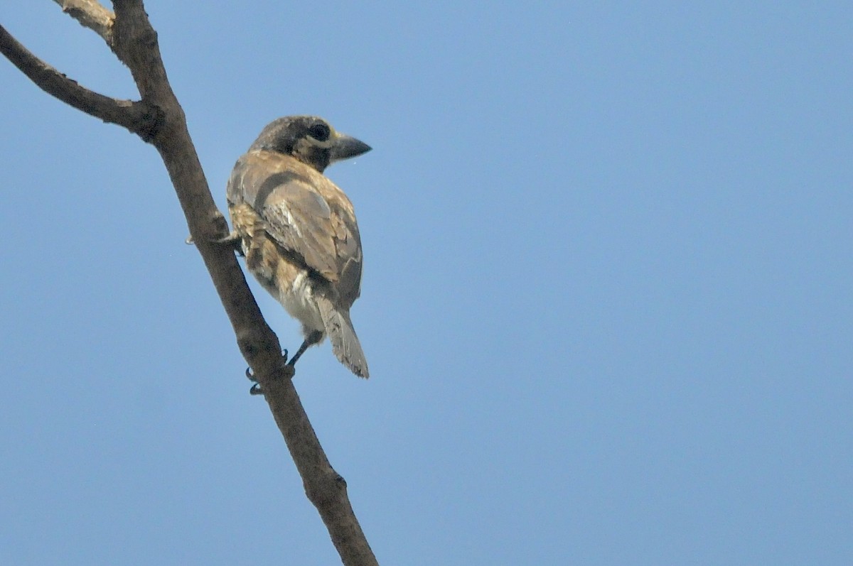 Барбікан білокрилий - ML645377641