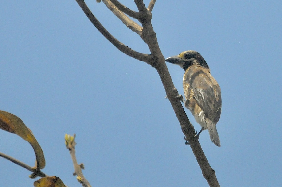 Барбікан білокрилий - ML645377642