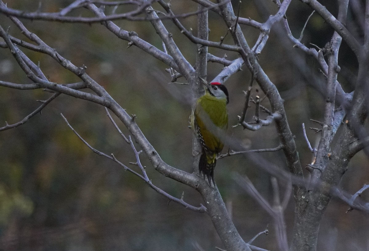 Жовна сива - ML645377645