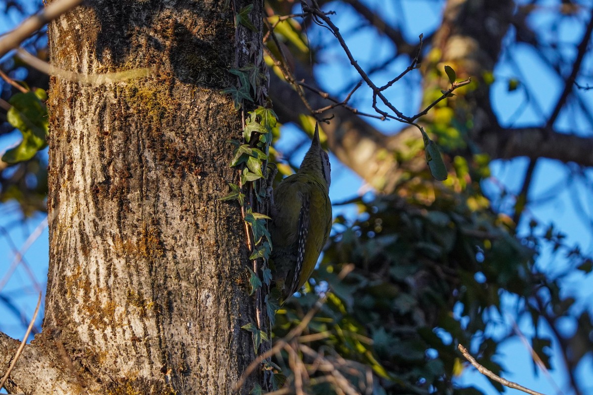 Жовна сива - ML645377646