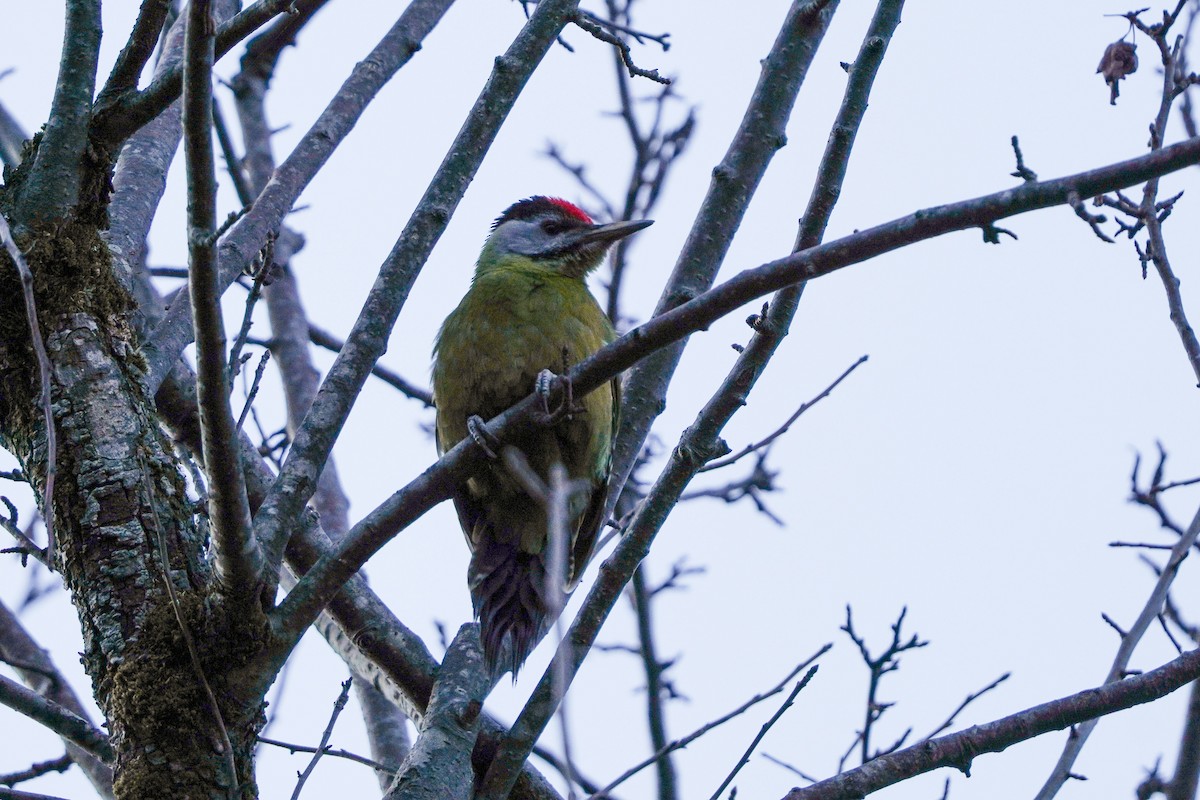 Жовна сива - ML645377647