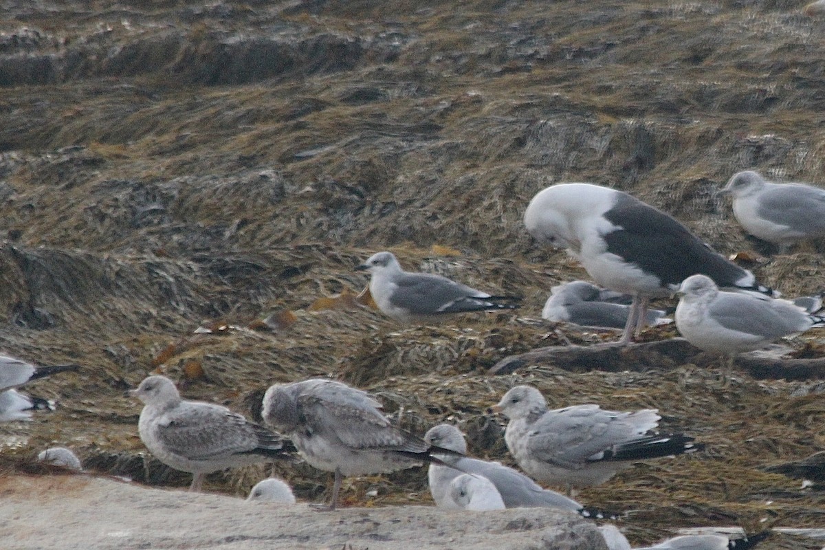 Gabbiano sghignazzante - ML645377650