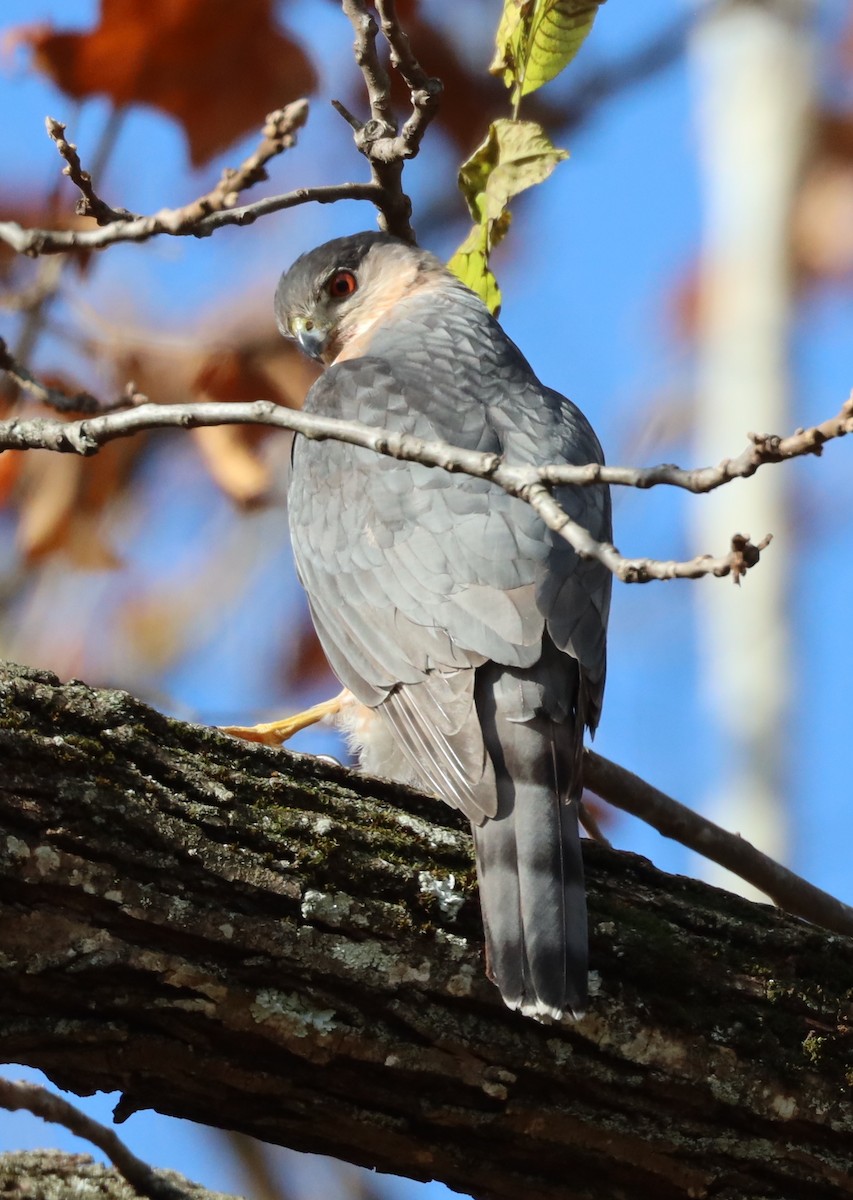 Яструб чорноголовий - ML645377652