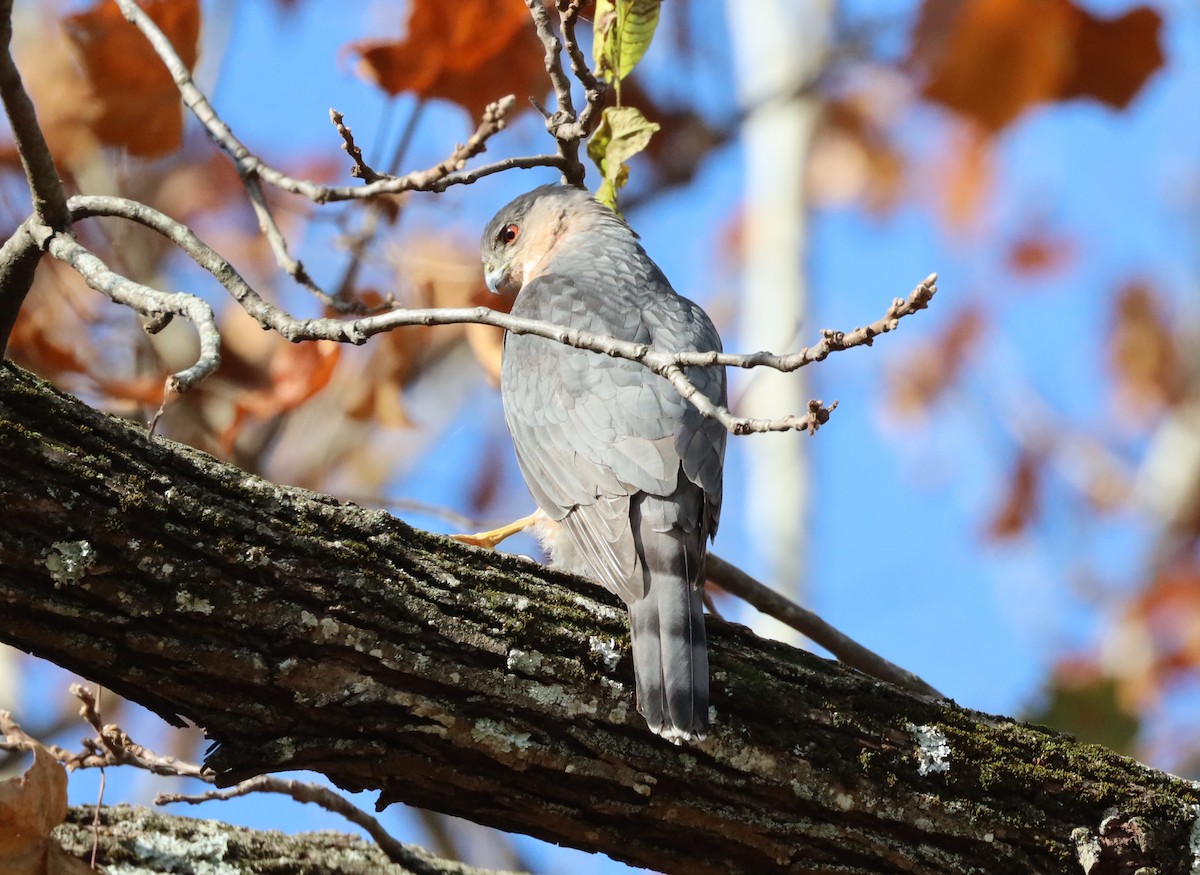 Яструб чорноголовий - ML645377654